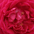 Vörös - Történelmi - china rózsa - Gruss an Teplitz